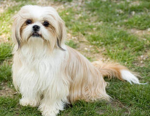 Shih Tzus In New York - Dog and Puppy Pictures