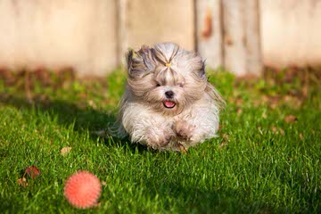 Maltese Puppy And Shih Tzu Need A Good Home - Dog Breeders