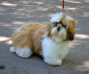 Britteli Shih Tzu - Dog Breeders