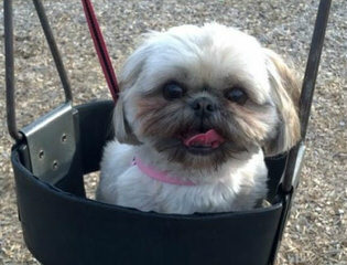 Doranna’s Tiny Shih Tzu’s - Dog Breeders