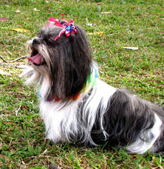 SimonShihTzu - Dog Breeders