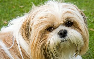 Del’tori Shih-Tzu’s - Dog Breeders