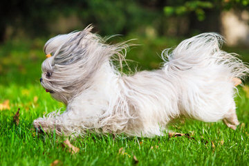 Swancreek Kennel - Dog Breeders