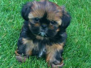 Akc Shih Tzu Pups In South Dakota - Dog and Puppy Pictures