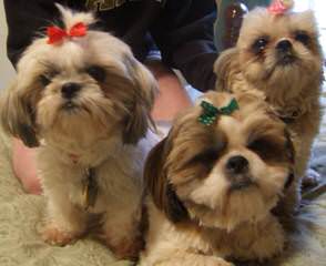 Shih Tzu Puppies - Dog Breeders