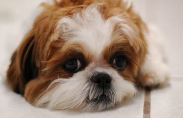 Florida fancy Shih Tzus - Dog Breeders