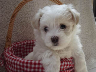 Akc Shih Tzu Pups In South Dakota - Dog Breeders