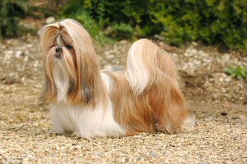 Purebred Male Shih Tzu Available $500 - Dog Breeders