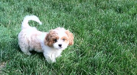 Akc Pekingese, Akc Shih Tzu, And Shinese - Dog Breeders