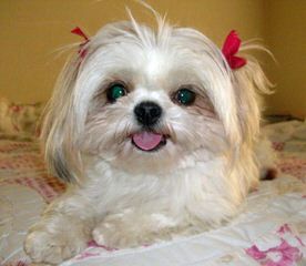 Shih Tzu Male Kc Reg Ready Now - Dog Breeders