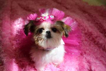 Iron Butterfly Shih Tzu - Dog Breeders