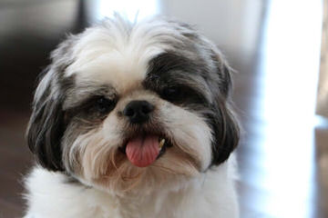 Luxurious Shih tzu - Dog and Puppy Pictures