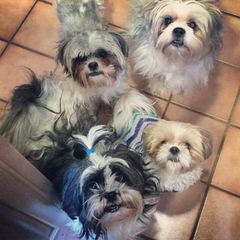 Chenille Shih Tzu Puppies - Dog and Puppy Pictures