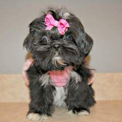 Akc Shih Tzu Pups In South Dakota - Dog and Puppy Pictures