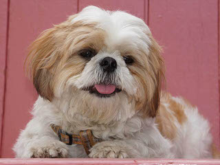 Carolina Shih Tzu - Dog Breeders