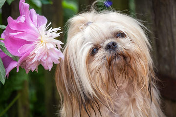 Glory Ridge Shih-tzu - Dog and Puppy Pictures