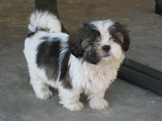 Cuty Shih-Tzu Puppies - Dog and Puppy Pictures