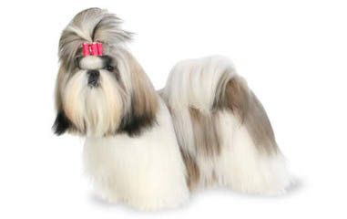 Iron Butterfly Shih Tzu - Dog Breeders