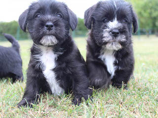 Timbercreek Puppies Shihtzu Shichon - Dog and Puppy Pictures