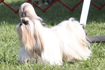 Akc Pekingese, Akc Shih Tzu, And Shinese - Dog Breeders