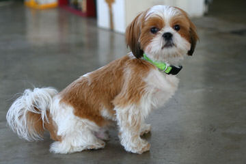 Imperial Kennels Shih-Tzu - Dog and Puppy Pictures