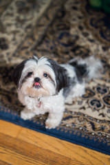 Shannon’s shih tzu - Dog and Puppy Pictures