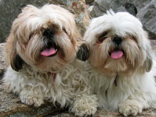 Corrine’s shih tzu’s - Dog and Puppy Pictures