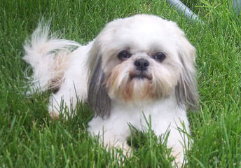 Shih Tzu Male Kc Reg Ready Now - Dog Breeders