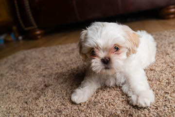 Shih Tzu Puppies - Dog Breeders