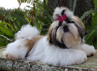 Mijikai Kennel Shih-Tzus - Dog Breeders