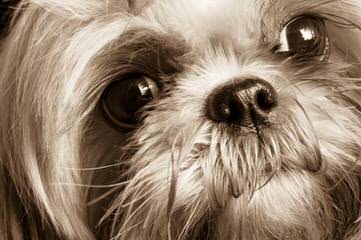 Shih Tzu Puppies - Dog Breeders