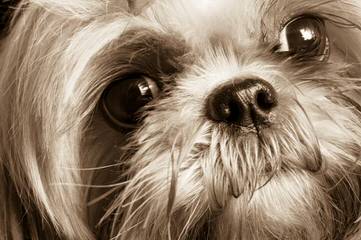 Chenille Shih Tzu - Dog Breeders