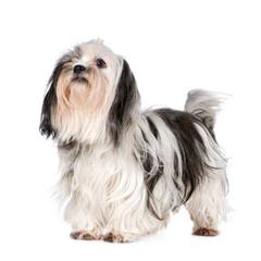 Shih Tzu Puppies - Dog Breeders