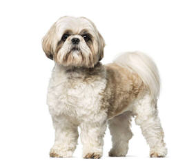 Tomorrow Shih Tzu - Dog and Puppy Pictures