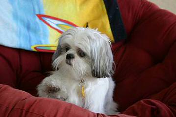 Empress Shih-tzu - Dog Breeders