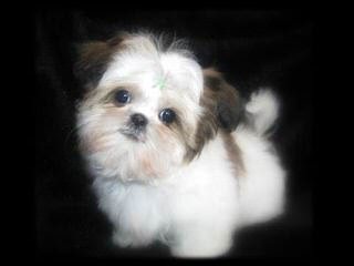 Shih Tzu Puppies - Dog and Puppy Pictures