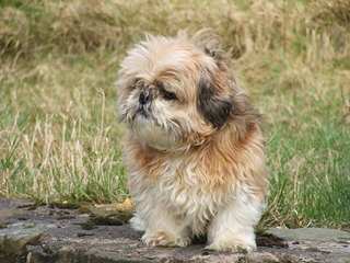 Amanda’s Little Tzu’s - Dog Breeders