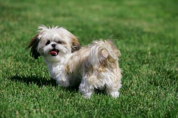 Tiny Imperial Shih Tzu - Dog and Puppy Pictures