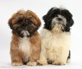 Akc Shih Tzu Male Available Now - Dog and Puppy Pictures