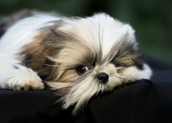 Shih Tzu Male Kc Reg Ready Now - Dog Breeders