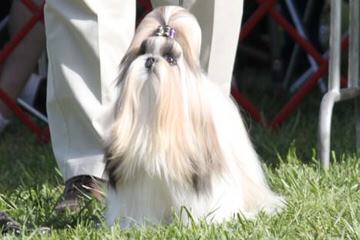 Imperial Kennels Shih-Tzu - Dog Breeders