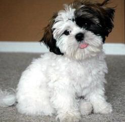 SimonShihTzu - Dog and Puppy Pictures