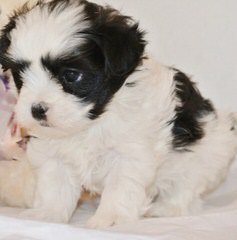 Shih Tzus In New York - Dog and Puppy Pictures