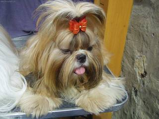 Shih Tzu Stud - Dog and Puppy Pictures