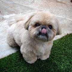 SimonShihTzu - Dog Breeders