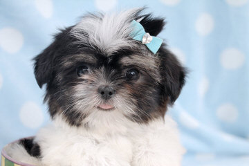 Phoenixshihtzu And Chinese Imperials - Dog and Puppy Pictures