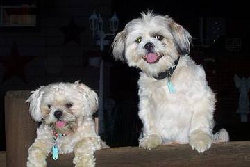 Tomorrow Shih Tzu - Dog and Puppy Pictures