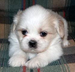 Luxurious Shih tzu - Dog and Puppy Pictures