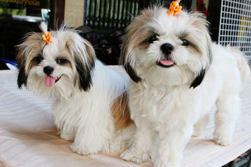 Crossing My Shih Tzu - Dog Breeders