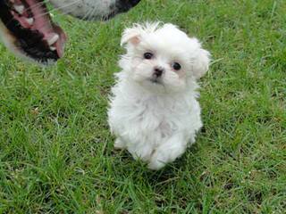 Shih Tzu Stud - Dog and Puppy Pictures